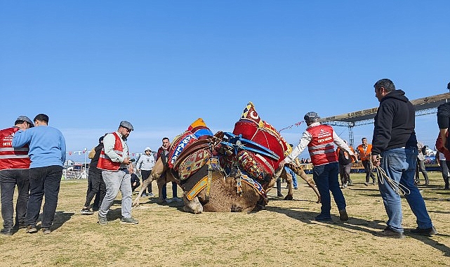Torbalı’da deve güreşi festivaline rekor katılım