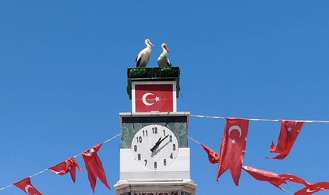 Can ve Canan Leylek Yuvalarına Geldi